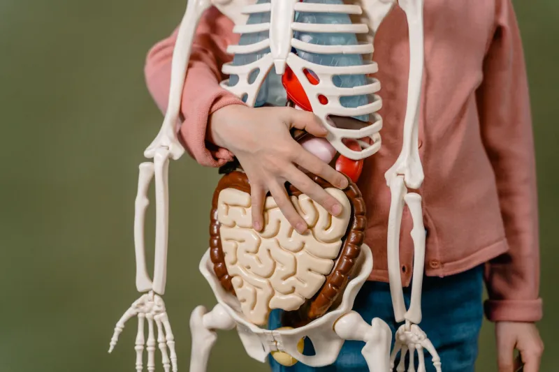 Your Gut Is Talking to Your Brain — and Your Pain Levels Are Listening